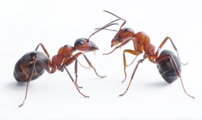 Ant Control