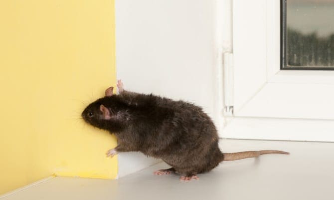 Rodent Control