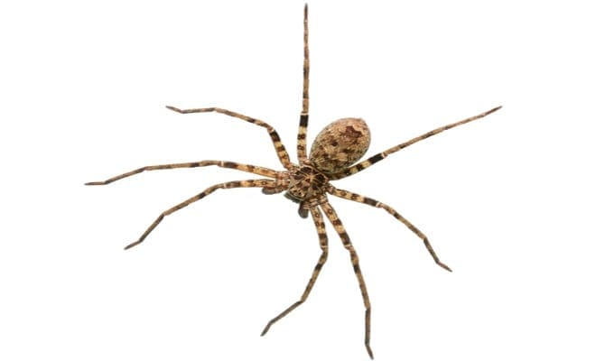 Spider & Insect Control