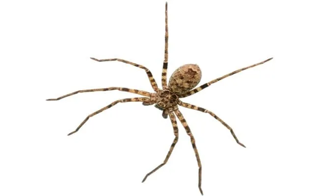 Vacation Week Pest Shutdown for East End Second Homes
