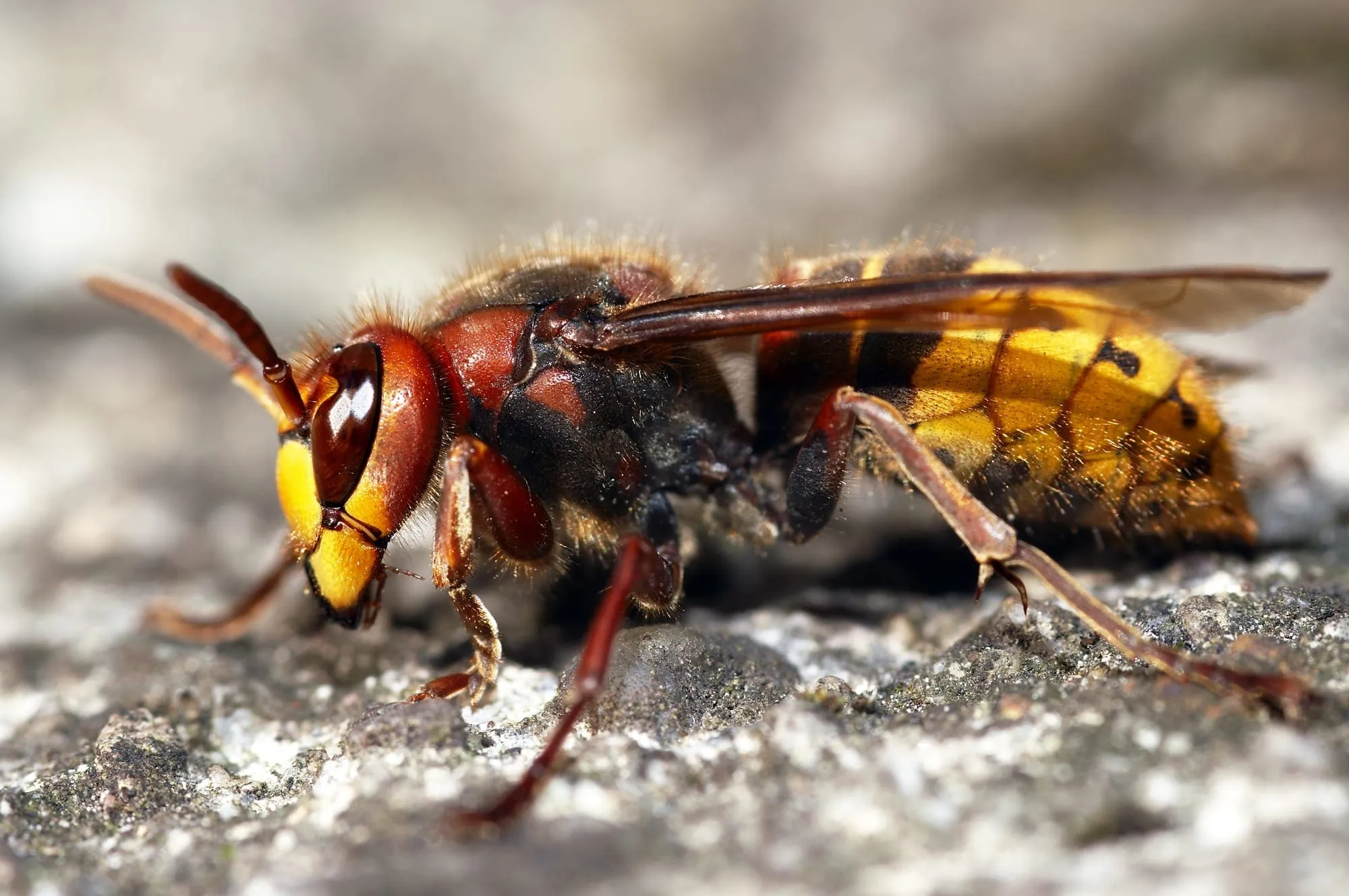 Cicada Killer Wasps in Sandy East End Soil