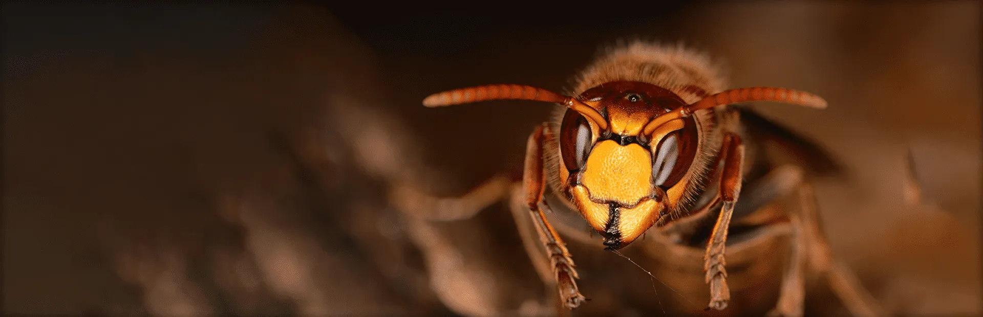 When Wasps and Hornets Show Up in the Hamptons (And When to Call for Help)