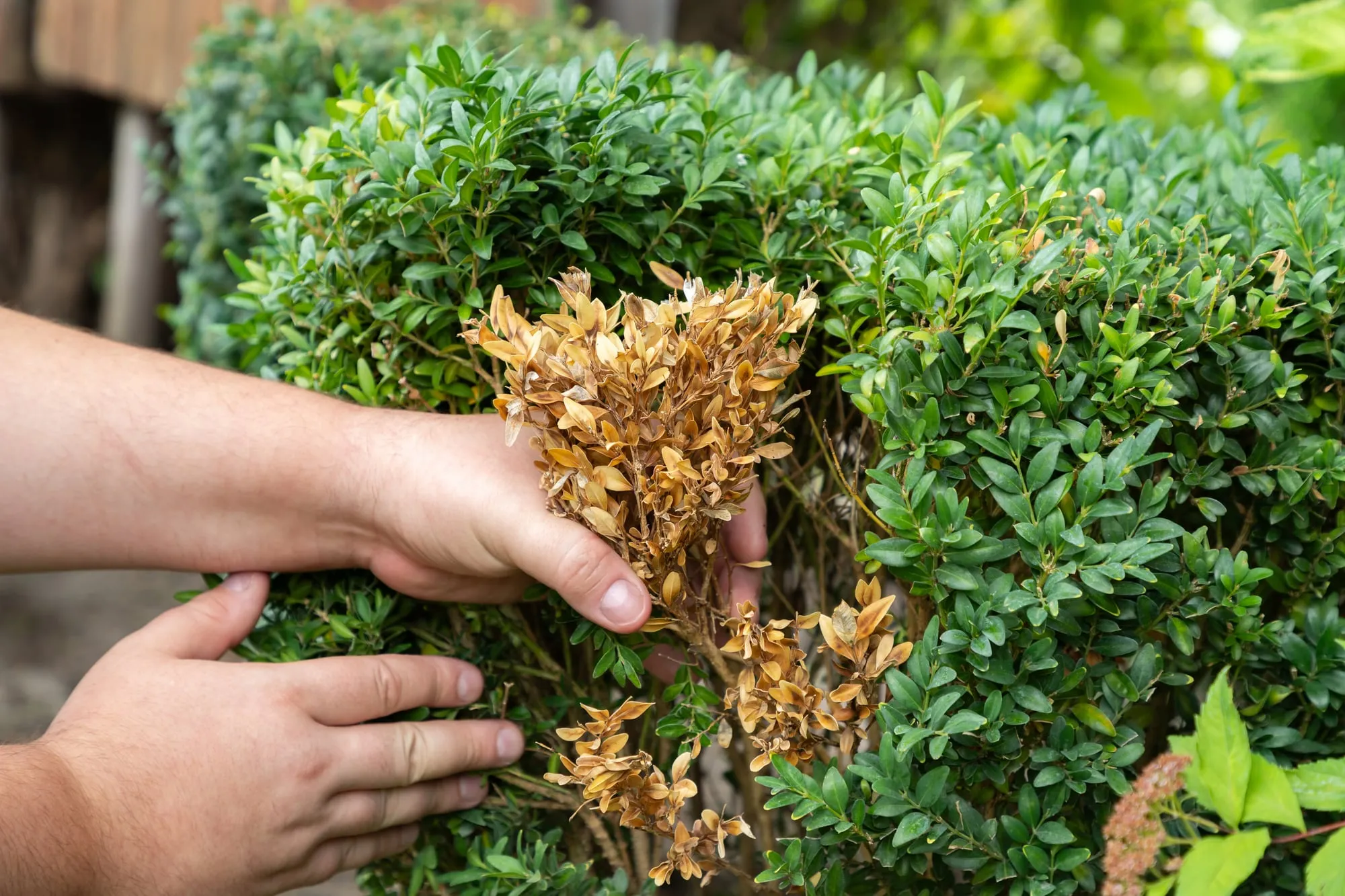 Tree and Shrub Problems Need Plant-by-Plant Notes, Not One Yard-Wide Label