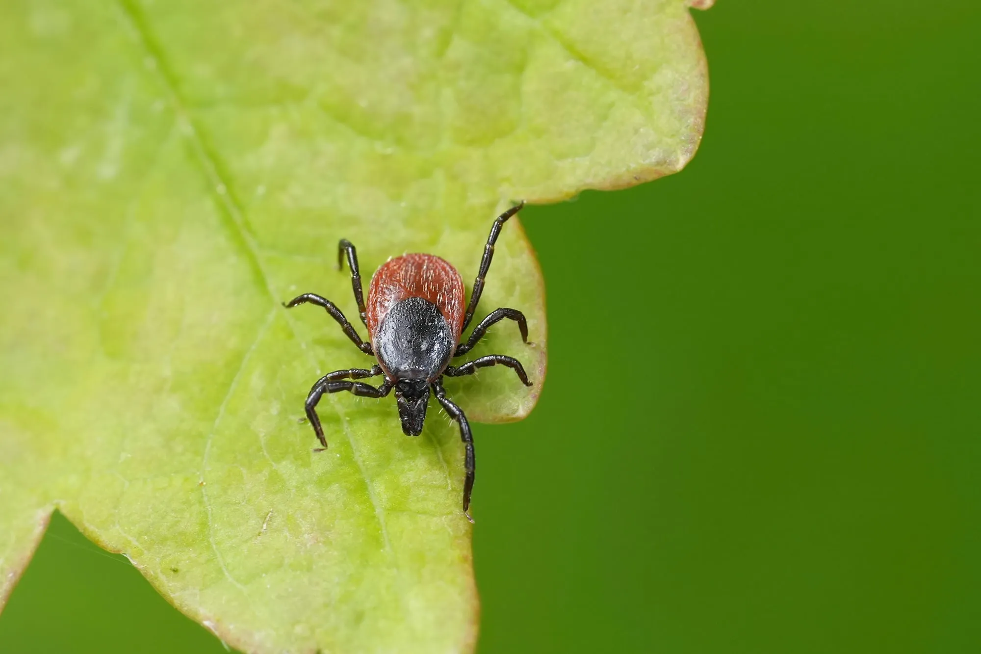 Understanding Tick Biology