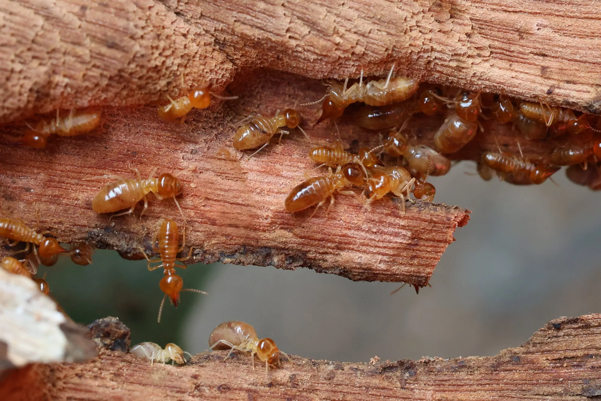 Termites vs. Flying Ants. Which one is visiting your Hamptons home?