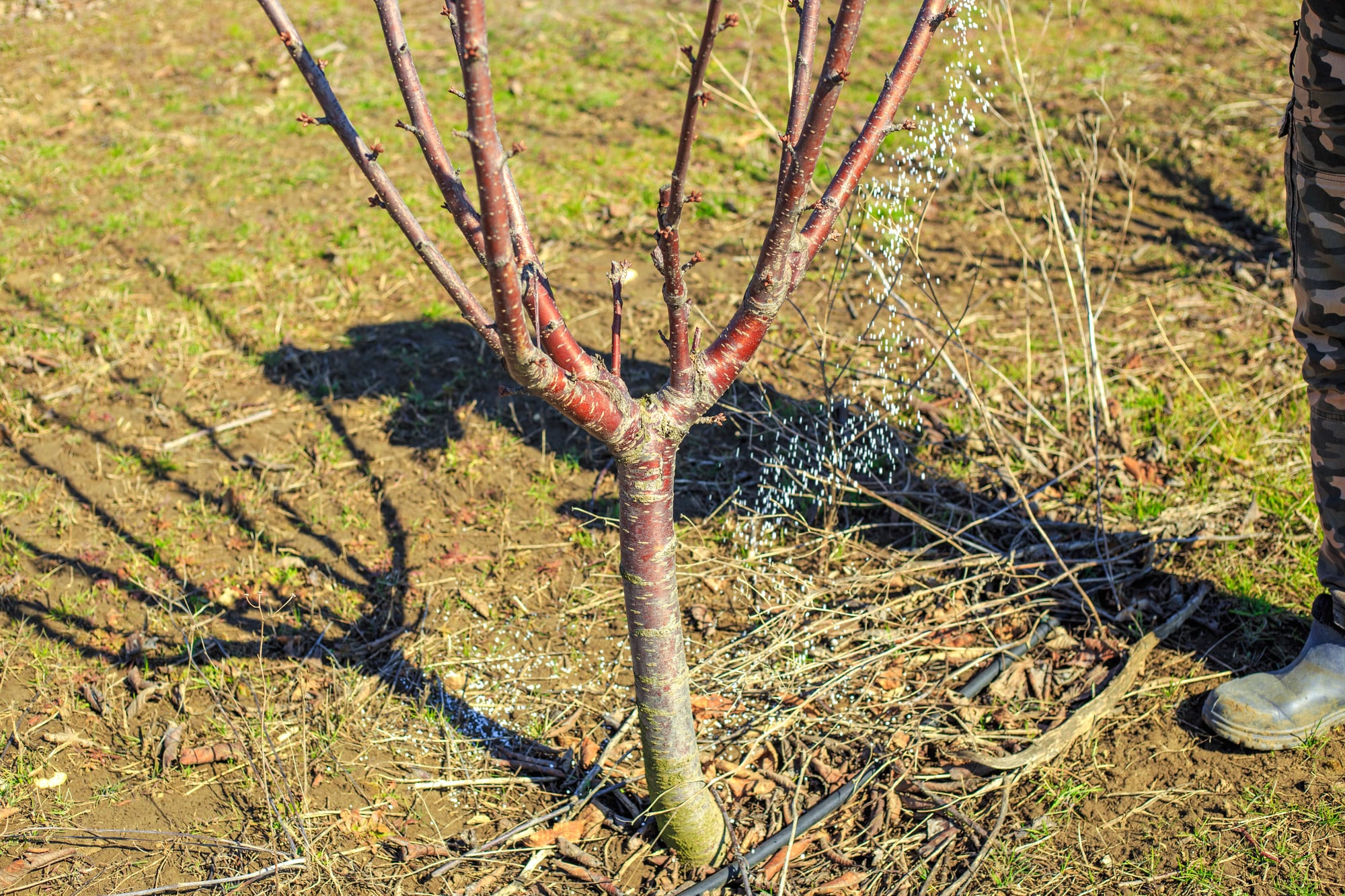Organic Tree Fertilization