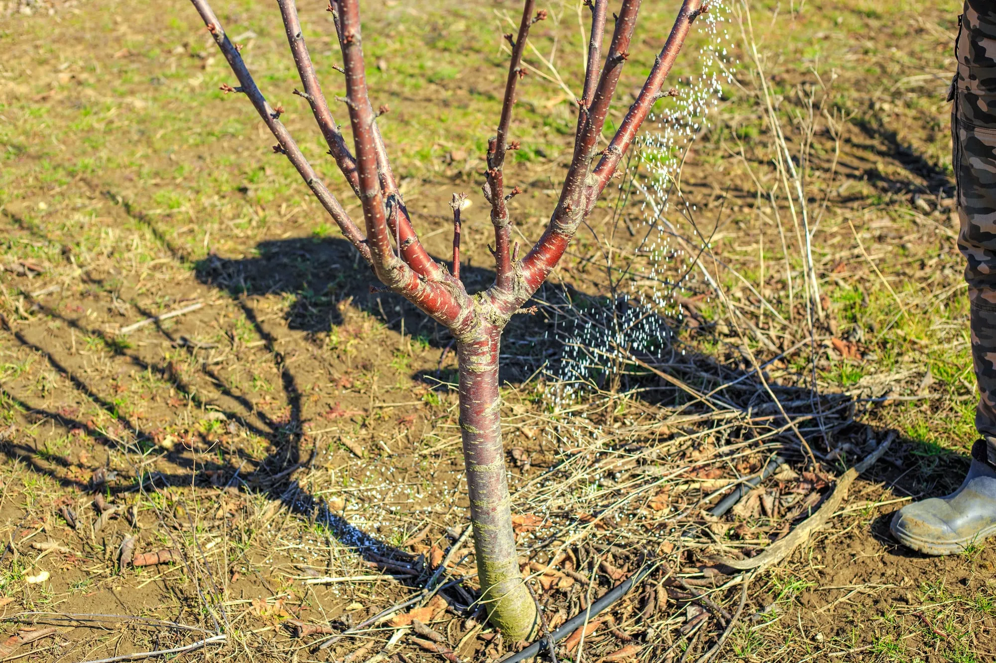 After Construction, Start Plant Care With What Changed Around the Roots