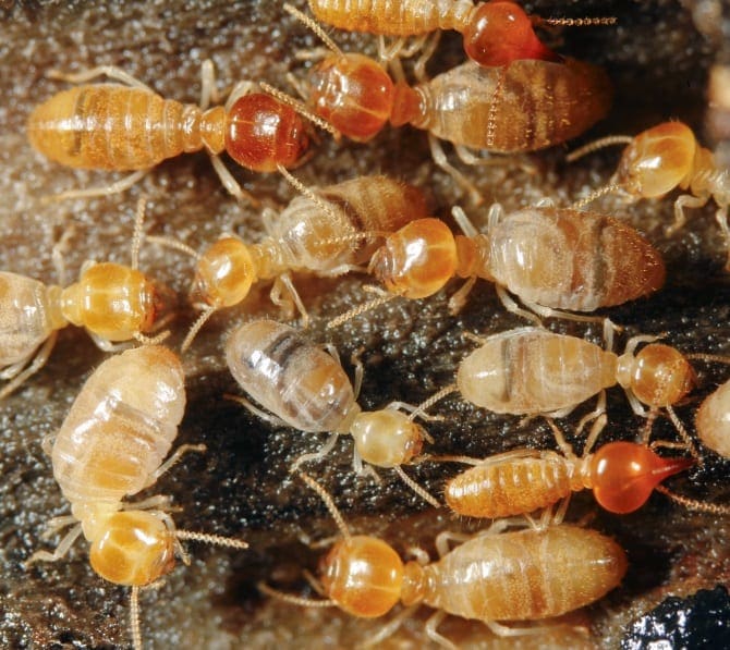 termite control