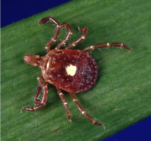 Amblyomma_americanum_tick