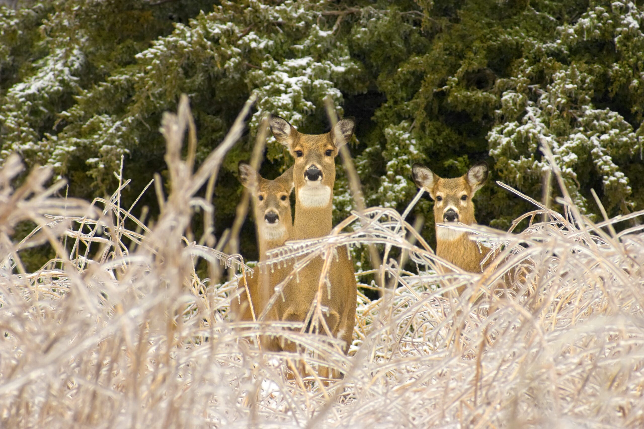 White Tail Deer